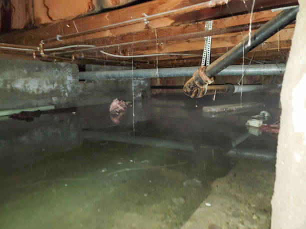 Best Mold removal after water damage  in Lake Wales, FL